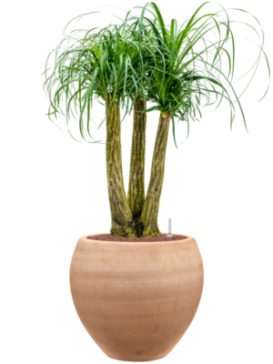 Beaucarnea recurvata en Terra Moderna