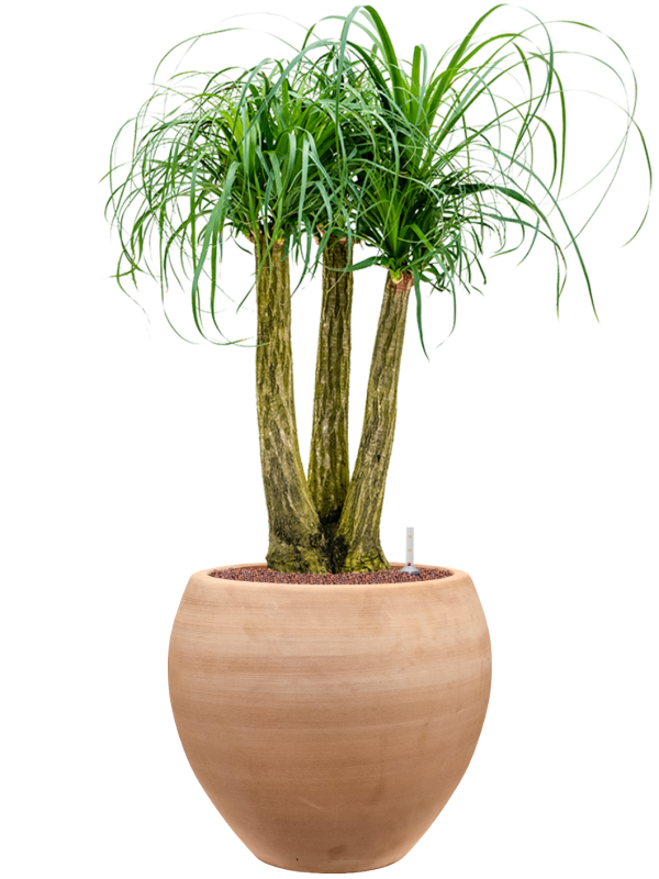 Beaucarnea recurvata en Terra Moderna, Private label