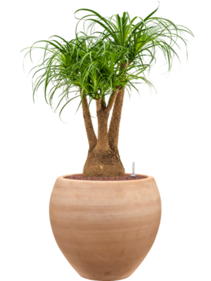Beaucarnea recurvata en Terra Moderna
