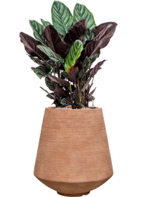 Calathea sanderiana en Colorado