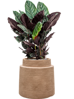 Calathea sanderiana en Colorado