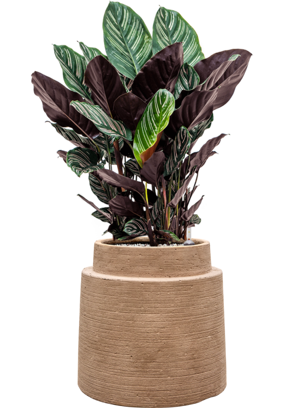 Calathea sanderiana en Colorado, Private label