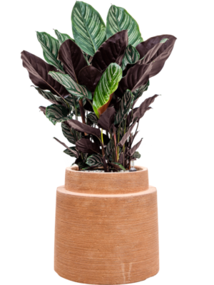 Calathea sanderiana en Colorado