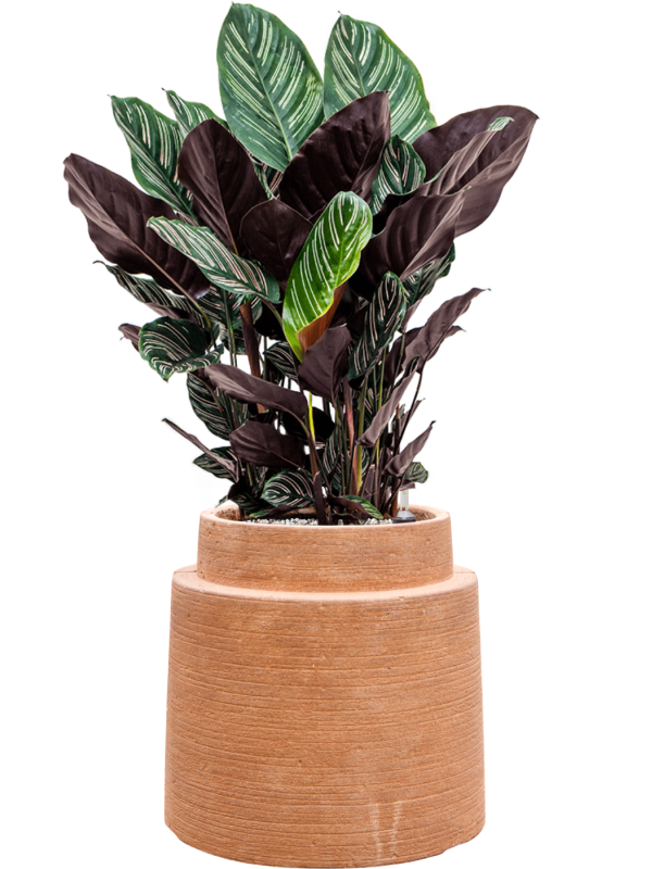 Calathea sanderiana en Colorado, Private label