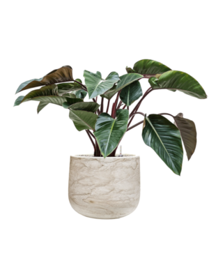 Philodendron 'Red Beauty' en Baq Algar