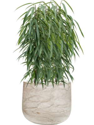 Ficus binnendijkii 'Alii' en Baq Algar
