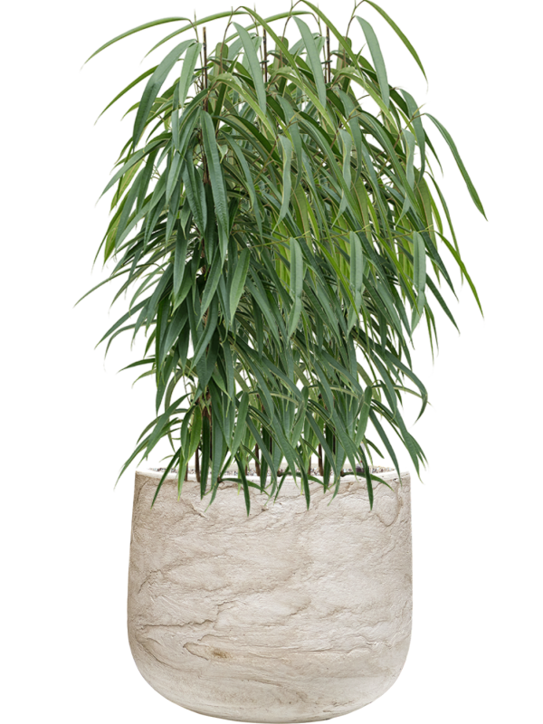 Ficus binnendijkii ‘Alii’ en Baq Algar