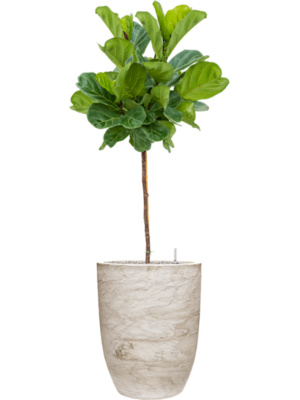 Ficus lyrata en Baq Algar