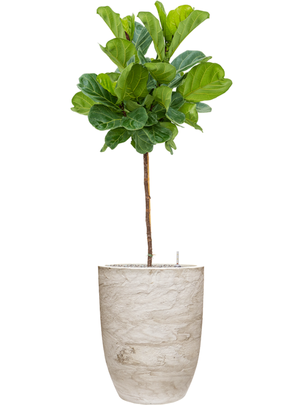 Ficus lyrata en Baq Algar