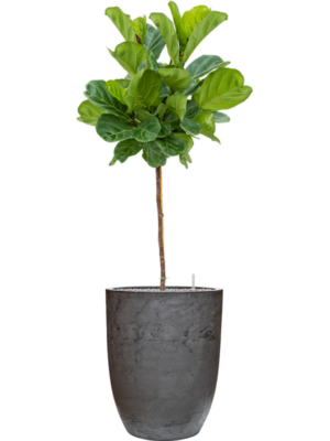 Ficus lyrata en Baq Algar