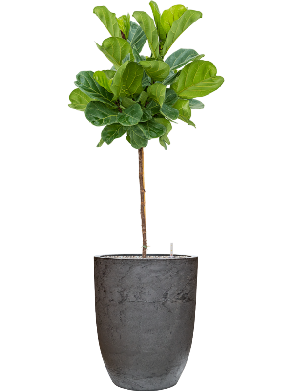 Ficus lyrata en Baq Algar