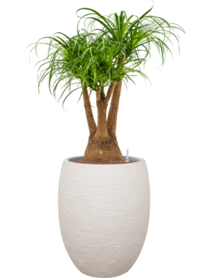 Beaucarnea recurvata en Terreno