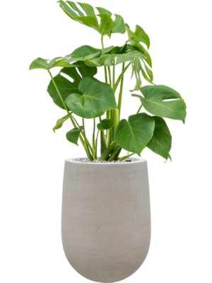 Monstera deliciosa en Baq Seren