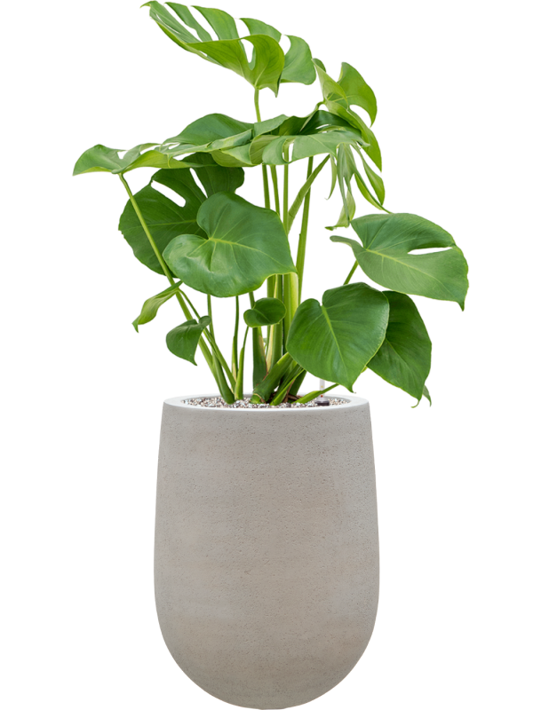 Monstera deliciosa en Baq Seren