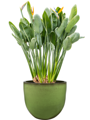 Strelitzia reginae en Pure