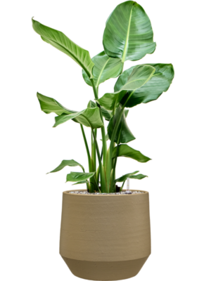 Strelitzia nicolai en Chakka