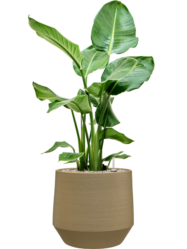 Strelitzia nicolai en Chakka, Gina Da
