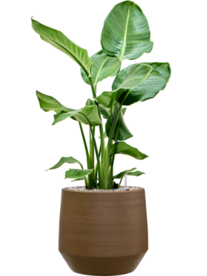Strelitzia nicolai en Chakka