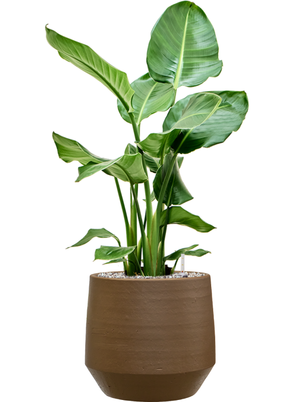Strelitzia nicolai en Chakka, Gina Da