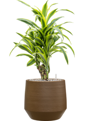Dracaena fragrans 'Lemon Lime' en Chakka