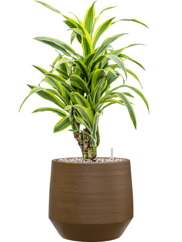 Dracaena fragrans ‘Lemon Lime’ en Chakka, Gina Da