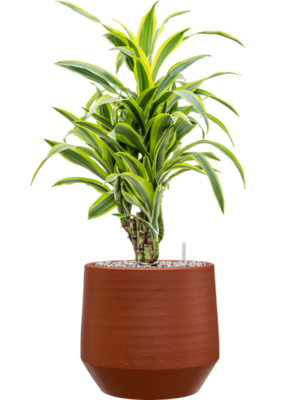 Dracaena fragrans 'Lemon Lime' en Chakka