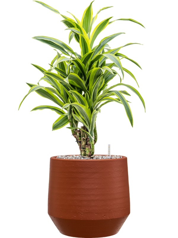 Dracaena fragrans ‘Lemon Lime’ en Chakka, Gina Da