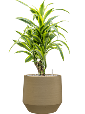 Dracaena fragrans 'Lemon Lime' en Chakka