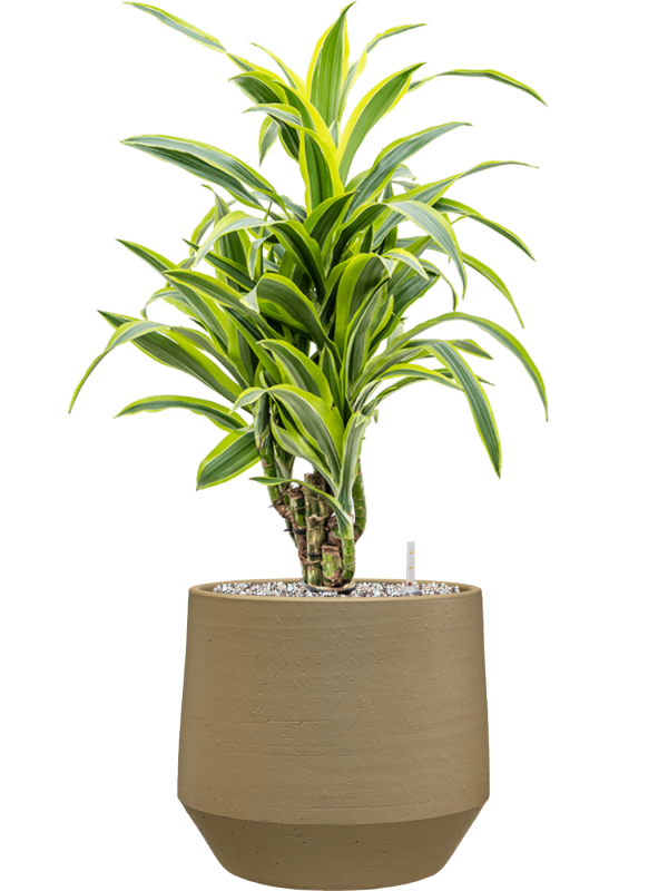 Dracaena fragrans ‘Lemon Lime’ en Chakka, Gina Da