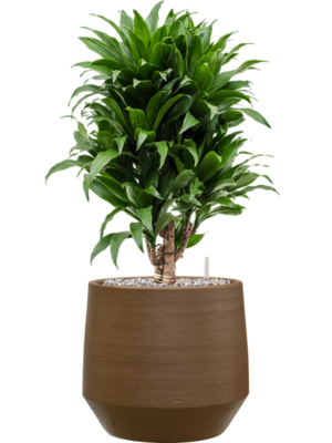 Dracaena fragrans 'Compacta' en Chakka