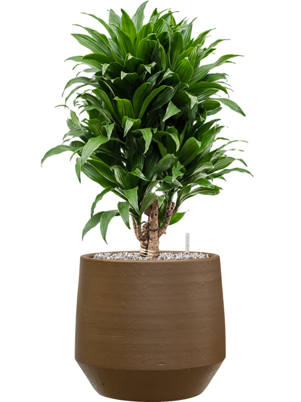 Dracaena fragrans ‘Compacta’ en Chakka, Gina Da