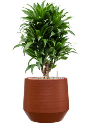 Dracaena fragrans 'Compacta' en Chakka