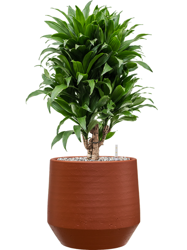 Dracaena fragrans ‘Compacta’ en Chakka, Gina Da