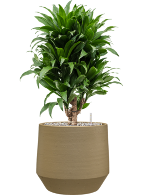 Dracaena fragrans 'Compacta' en Chakka