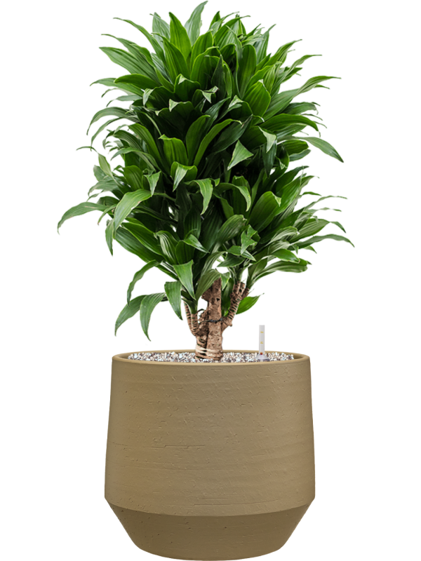 Dracaena fragrans ‘Compacta’ en Chakka, Gina Da