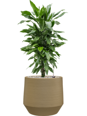 Dracaena fragrans 'Janet Lind' en Chakka