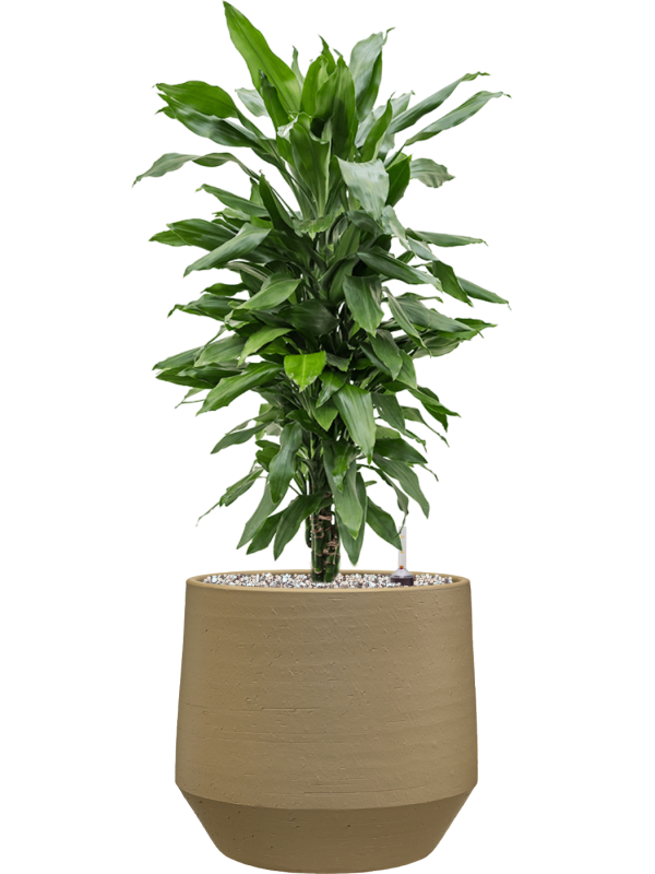 Dracaena fragrans ‘Janet Lind’ en Chakka, Gina Da