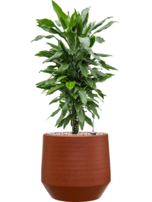 Dracaena fragrans 'Janet Lind' en Chakka