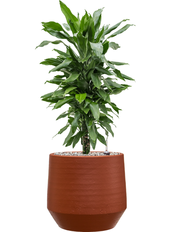 Dracaena fragrans ‘Janet Lind’ en Chakka, Gina Da
