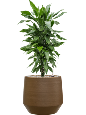 Dracaena fragrans 'Janet Lind' en Chakka