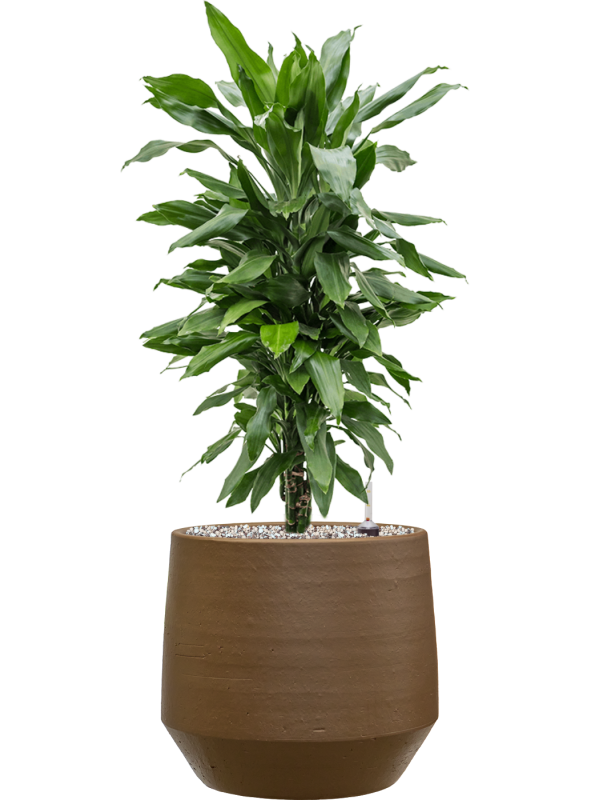 Dracaena fragrans ‘Janet Lind’ en Chakka, Gina Da