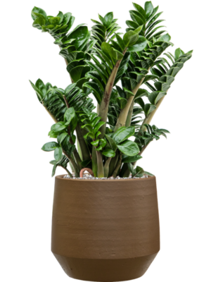 Zamioculcas zamiifolia 'Zenzi' en Chakka