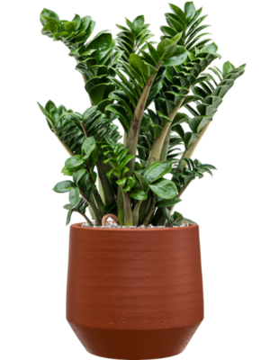 Zamioculcas zamiifolia 'Zenzi' en Chakka