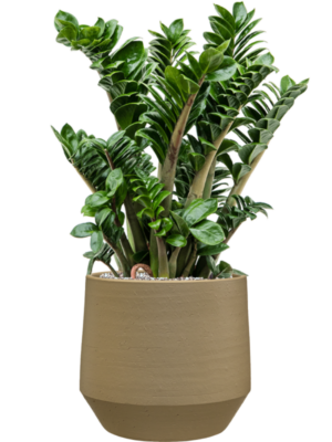 Zamioculcas zamiifolia 'Zenzi' en Chakka
