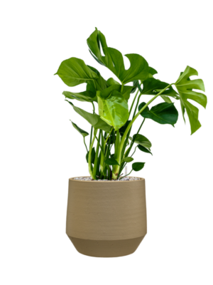Monstera deliciosa en Chakka