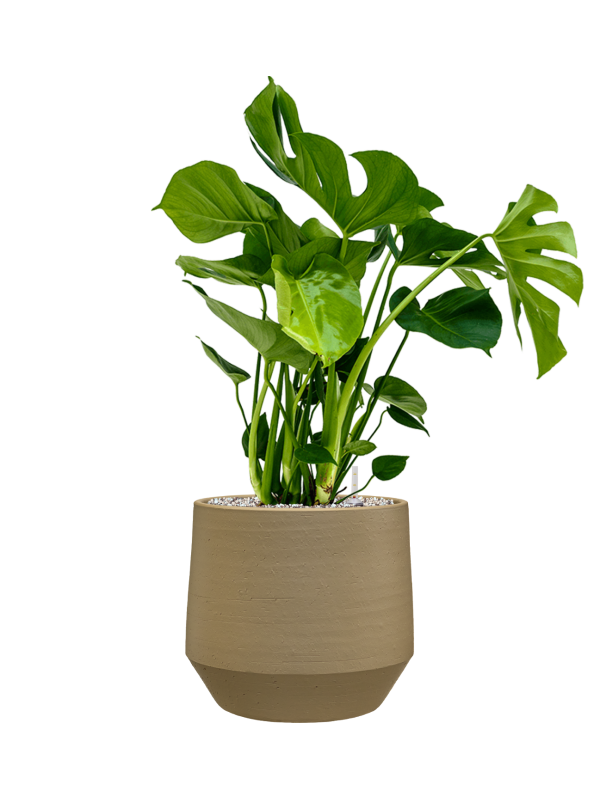 Monstera deliciosa en Chakka, Gina Da