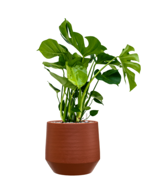 Monstera deliciosa en Chakka