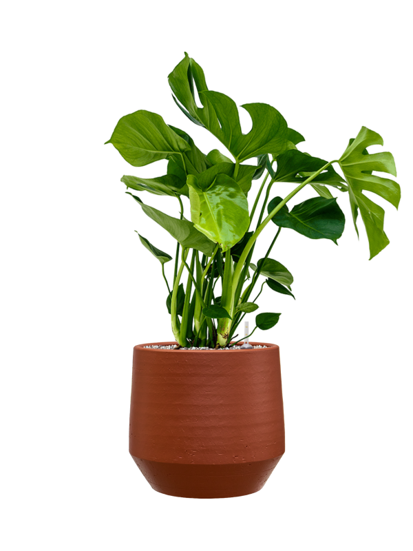 Monstera deliciosa en Chakka, Gina Da