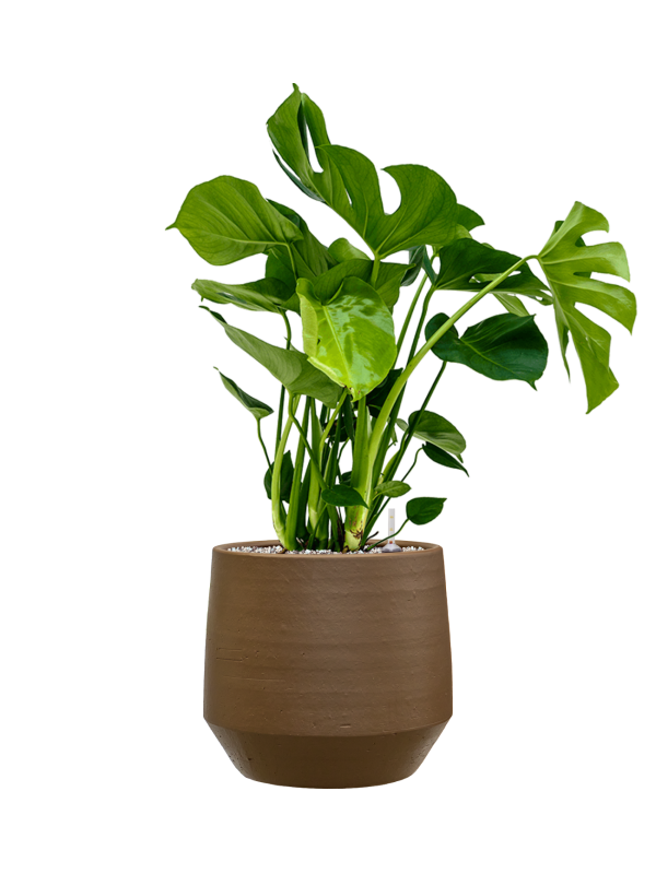 Monstera deliciosa en Chakka, Gina Da
