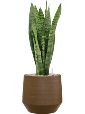 Sansevieria zeylanica en Chakka
